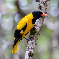 Black-hooded Oriole
